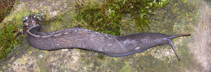 Limax amaliae vicino Paullo (MI)